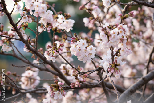Cherry Blossoms　sakura tree