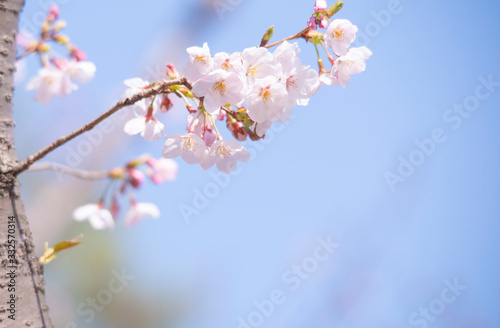 Cherry Blossoms　sakura tree © ISAMU