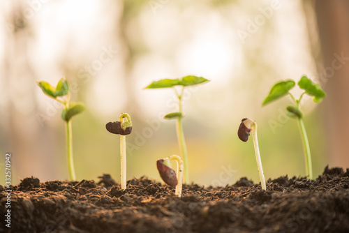 plant growing in morning light green nature bokeh background, new life, business financial progress cultivation. agriculture, horticulture. plant growth evolution from seed to sapling, ecology concept