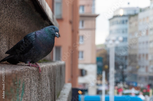 Pigeon looking at the city of Zagreb