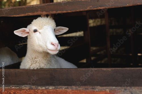 Proud clean white Sheep "Ovis aries" portrait head