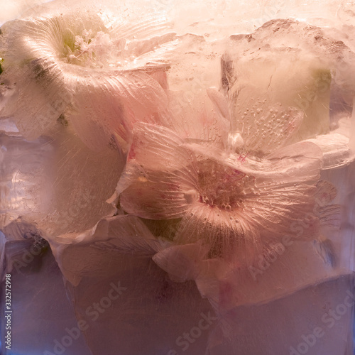 Background of  Málva, mallow  flower    in ice   cube with air bubbles.