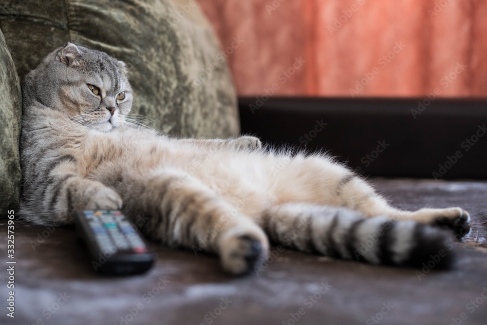 A lazy fat cat is lying asleep on the sofa with a remote control from the TV  Photos | Adobe Stock