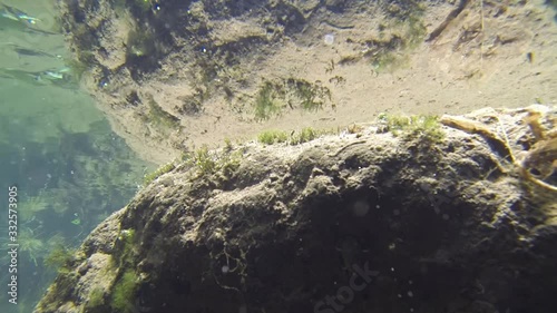 Underwater shot of the giant water bug habitat photo