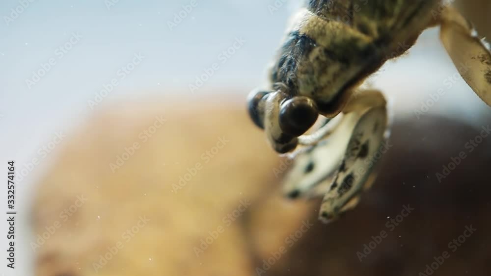 Ferocious water bug head bobbing behaviour