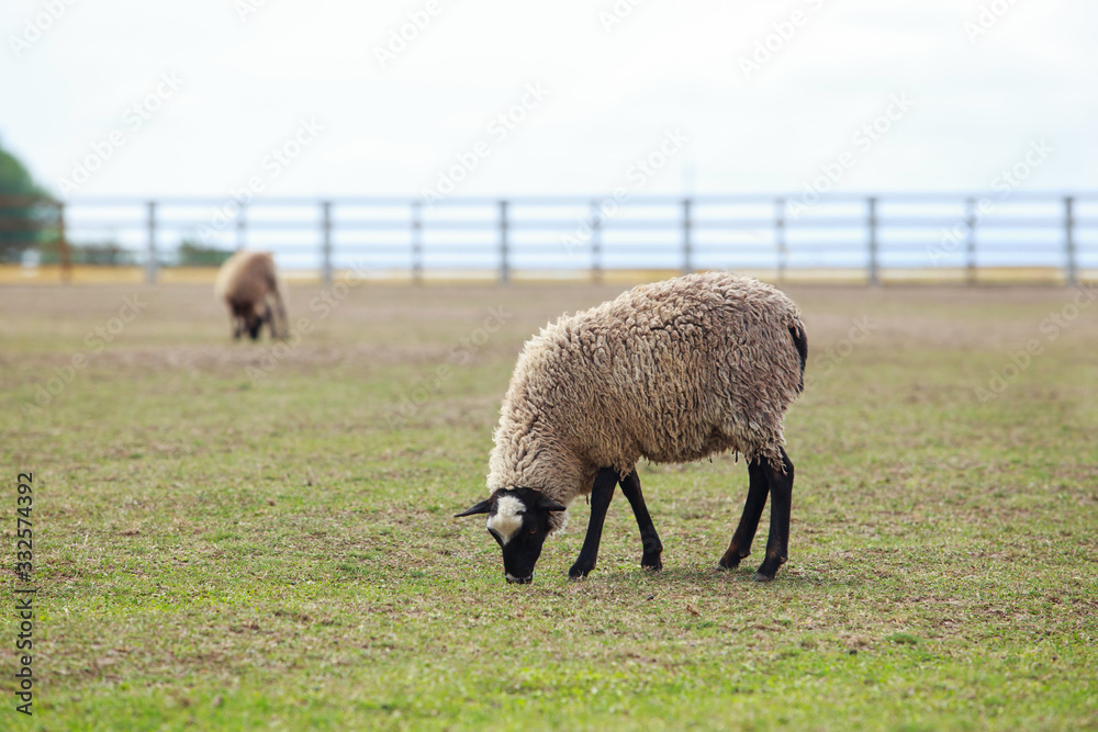 Young sheep in the meadow Young sheep in the meadow