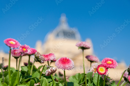 Flowers with building in the backround