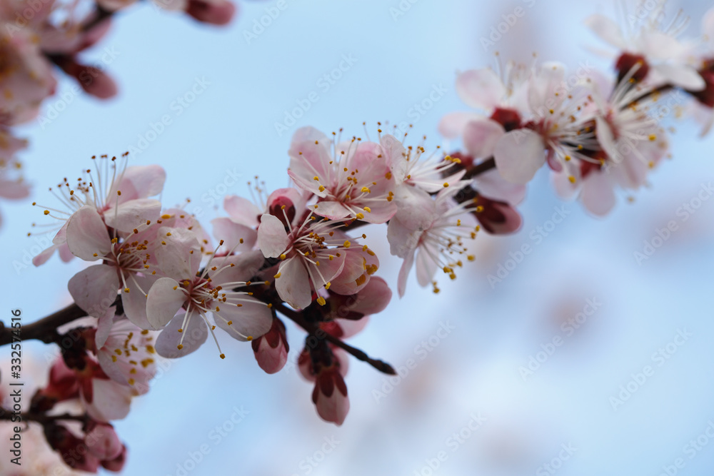 Spring flowers. Flowering apricot trees outdoors. Beautiful banner of natural Spring flowers. Flowering apricot trees outdoors. Beautiful banner of natural