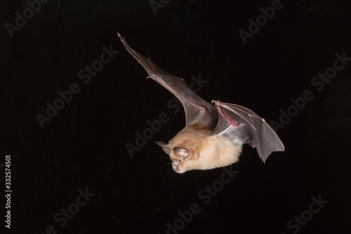 Foto Greater Horseshoe Bat