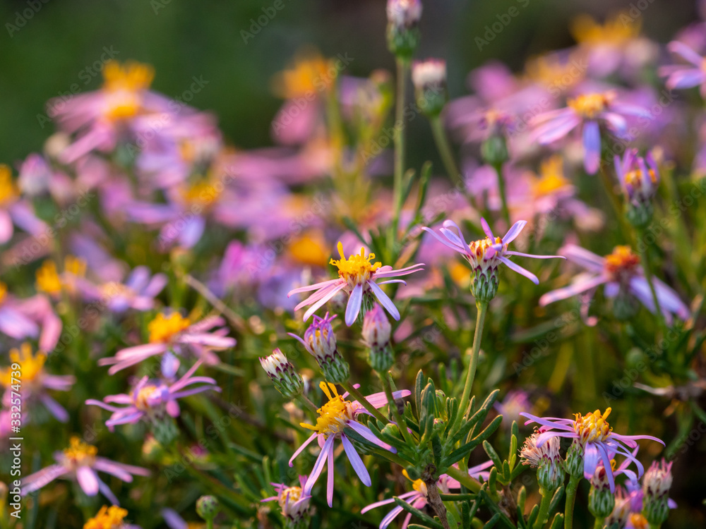 Fine-leaved felicia, needle-leaved felicia, wild aster (Felicia filifolia). Eastern Cape. South Africa Fine-leaved felicia, needle-leaved felicia, wild aster (Felicia filifolia). Eastern Cape. South Africa