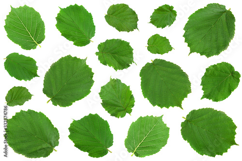 Hazelnut closeup leaf collection
