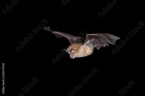 Greater Horseshoe Bat © Carl