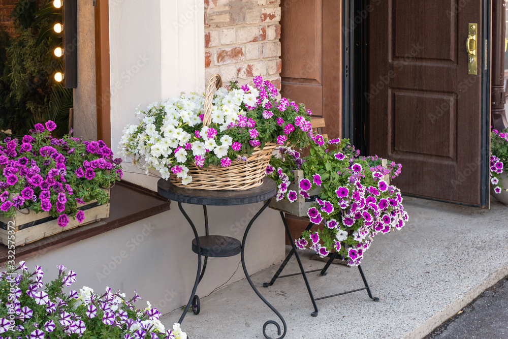 Lush blossom of white and purple colored creeping petunia in wicker basket and wooden box on street. Outdoor decoration