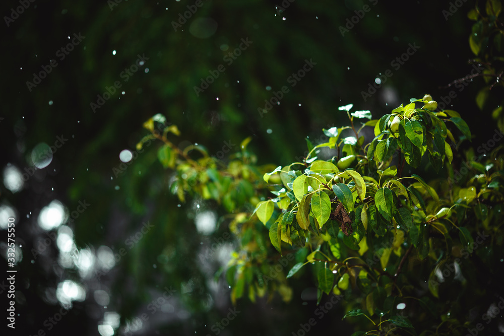 Backlit sun drops on branch with green leaves