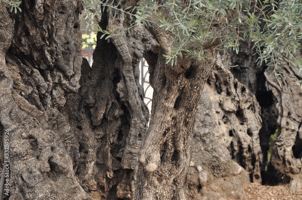 Fototapeta premium Olive Garden. Gethsemane, a place of Jesus' prayer and vigil. Holy Garden on the Olive Hill, a place of pilgrimage for Christians.
