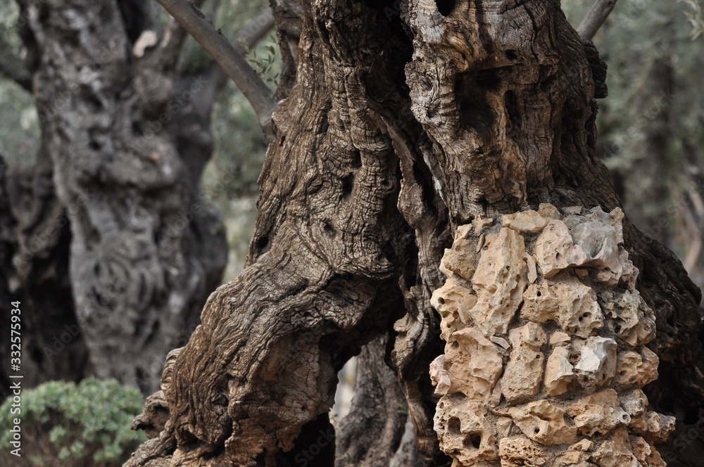 Olive Garden. Gethsemane, a place of Jesus' prayer and vigil. Holy Garden on the Olive Hill, a place of pilgrimage for Christians. Olive Garden. Gethsemane, a place of Jesus' prayer and vigil. Holy Garden on the Olive Hill, a place of pilgrimage for Christians.