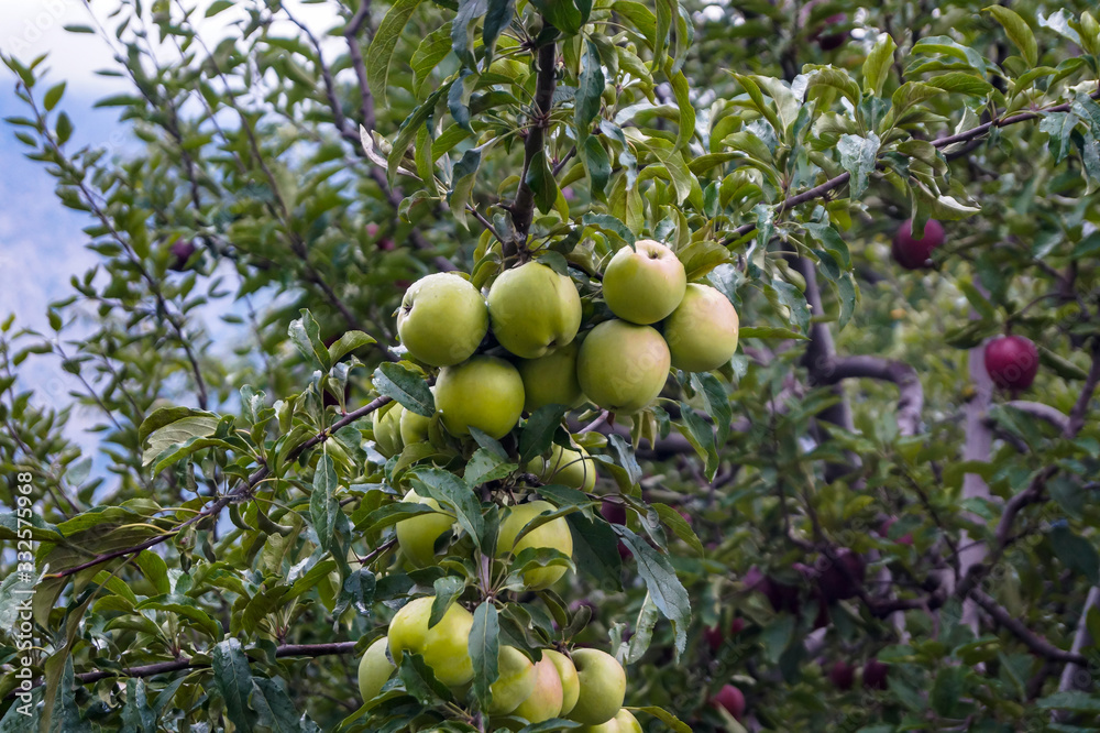 Famous Golden apples of Himachal Pradesh india in the orchard 