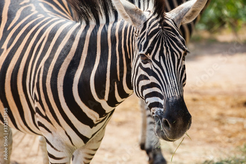 Zebra face closeup
