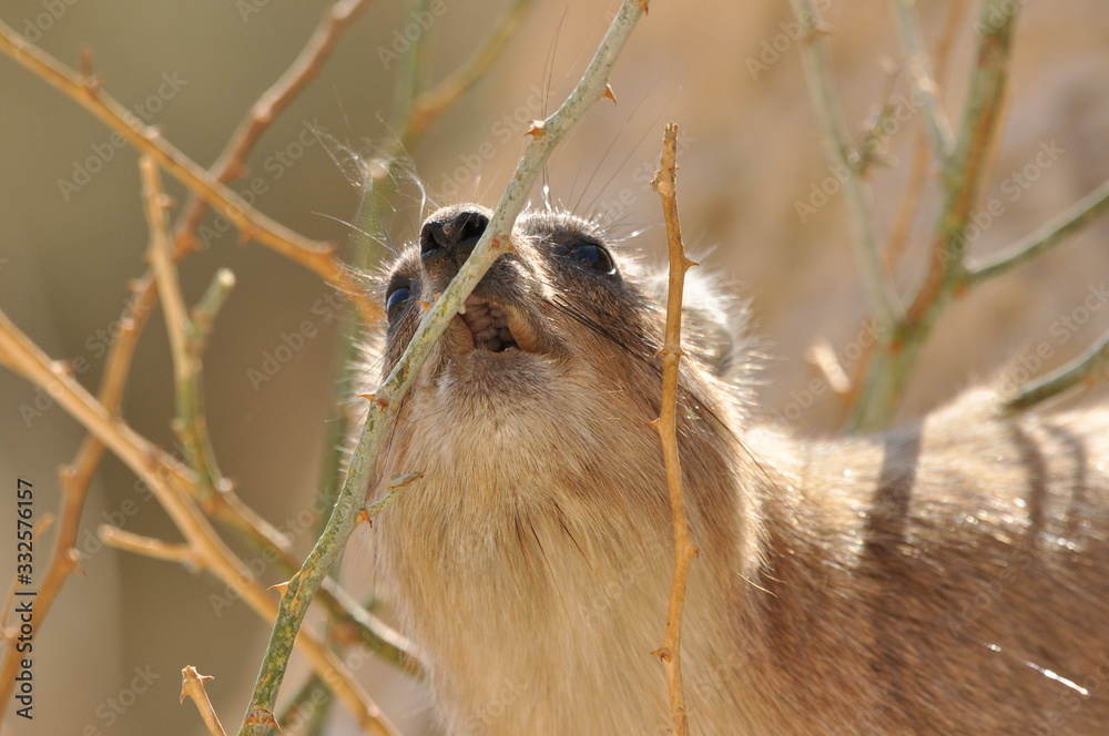 Rock Hyrax In The Ein Gedi National Park In Israel Protected Wild