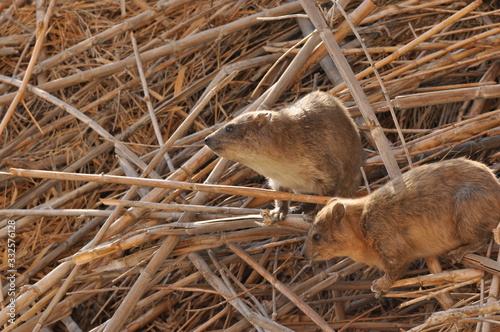 Rock hyrax in the Ein Gedi National Park in Israel. Protected wild animals forage and agile climb trees and rocks. photo