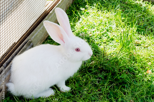 A white rabbit is sitting in the green grass in the corral. Natural landscape, horizontal image