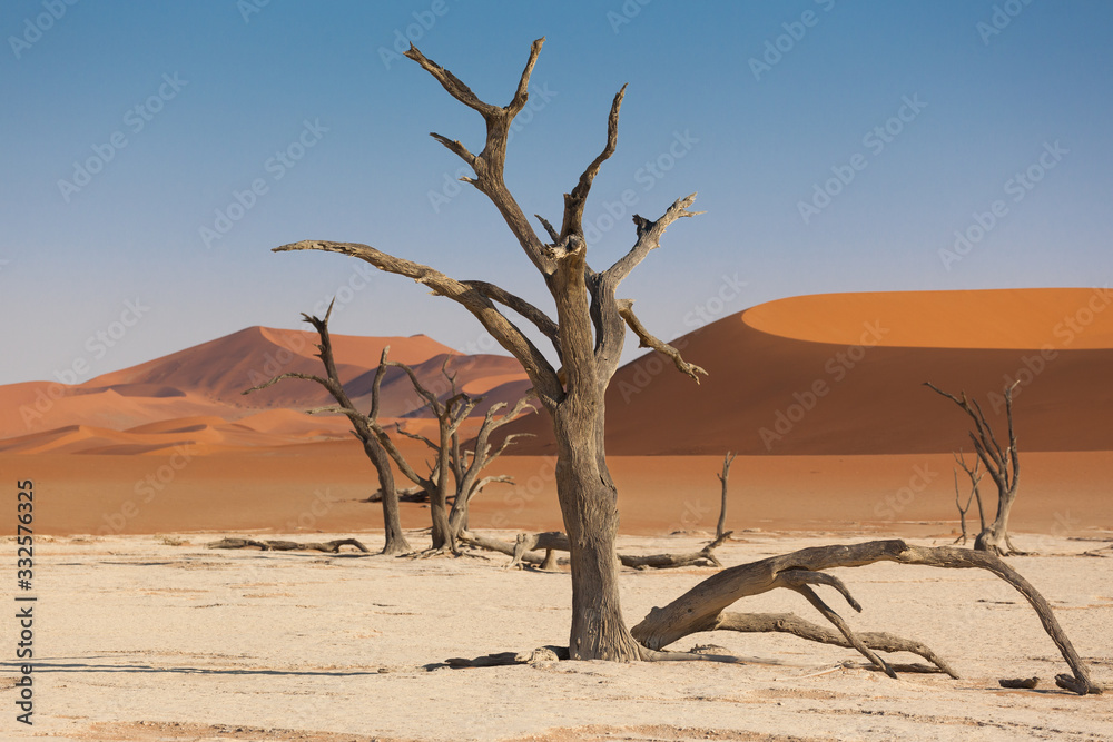Trees in Deadvlei, Sossusvlei, Namibian Desert