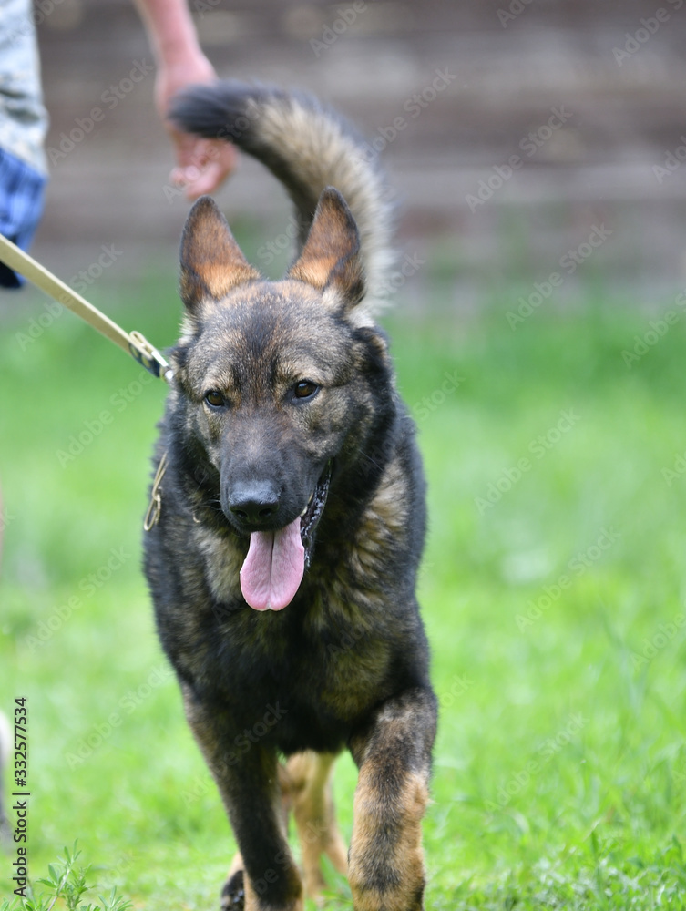Dog breed Herder or Belgian Shepherd on a walk Dog breed Herder or Belgian Shepherd on a walk