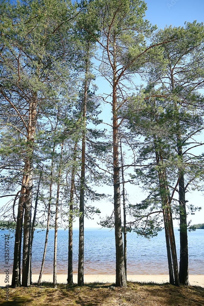 summer park landscape / seasonal view, green trees in summer, concept nature walk, ecology, eco summer park landscape / seasonal view, green trees in summer, concept nature walk, ecology, eco