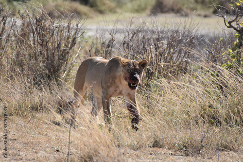 Lion in Serengeti National Park, Tanzania
