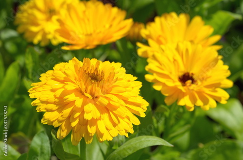 Yellow Terry marigold  lat. Calendula officinalis  blooms in the garden