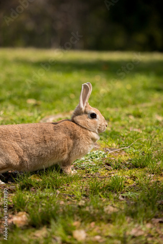 春の公園で遊んでいるミニウサギ © zheng qiang