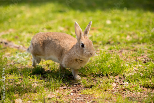 春の公園で遊んでいるミニウサギ