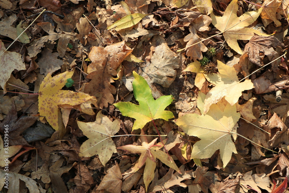 Autumn leaves. Green grass. Abstract background. Macro. Autumn leaves. Green grass. Abstract background. Macro.