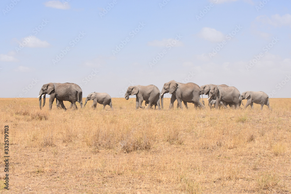 African elephant family walking in Serengeti National Park, Tanzania African elephant family walking in Serengeti National Park, Tanzania