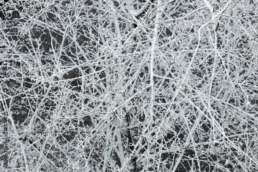 Winter tree branches under the snow on black background. background pattern.