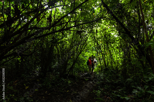 Fototapeta Naklejka Na Ścianę i Meble -  Tourists hiking through the rainforest