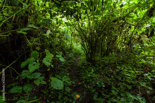 Fototapeta Naklejka Na Ścianę i Meble -  African rainforest in Virunga National Park