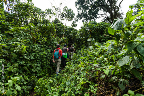 Fototapeta Naklejka Na Ścianę i Meble -  Lush green rainforest in Virunga National Park