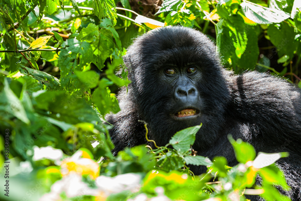 Mountain gorilla in the wilderness in Virunga National Park Mountain gorilla in the wilderness in Virunga National Park