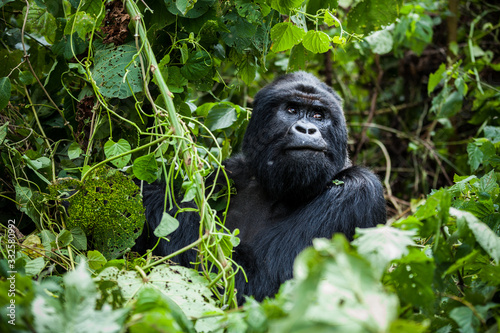 A big mountain gorilla is sitting in the forest in Congo © Denys