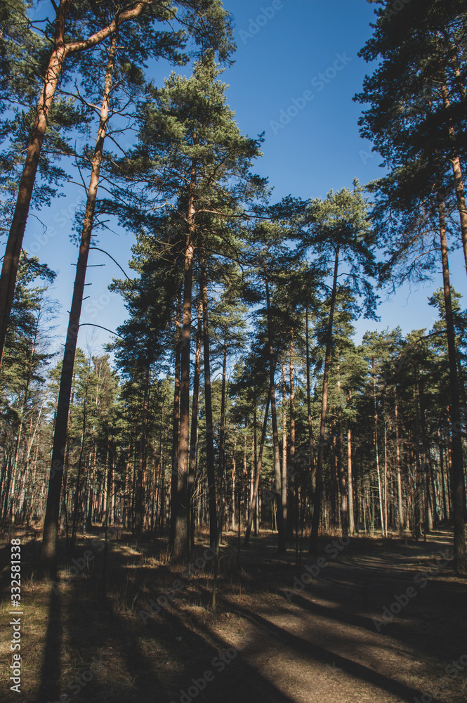 Fototapeta premium pine tree branches in sunny morning