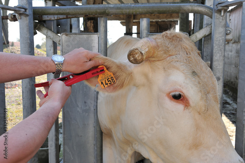 Pose d'une boucle électronique sur une vache de race blonde d'Aquitaine dans un parc de contention photo