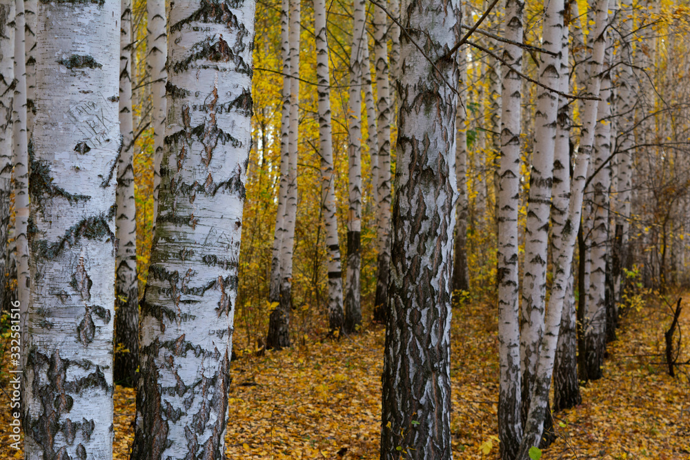 forest in autumn