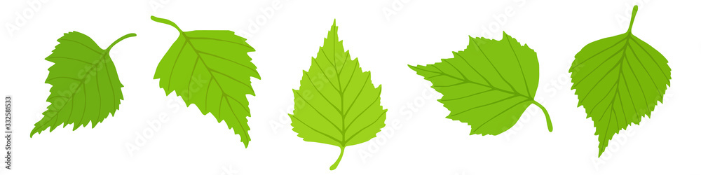 Birch leaves on a white background, spring background, vector illustration Birch leaves on a white background, spring background, vector illustration