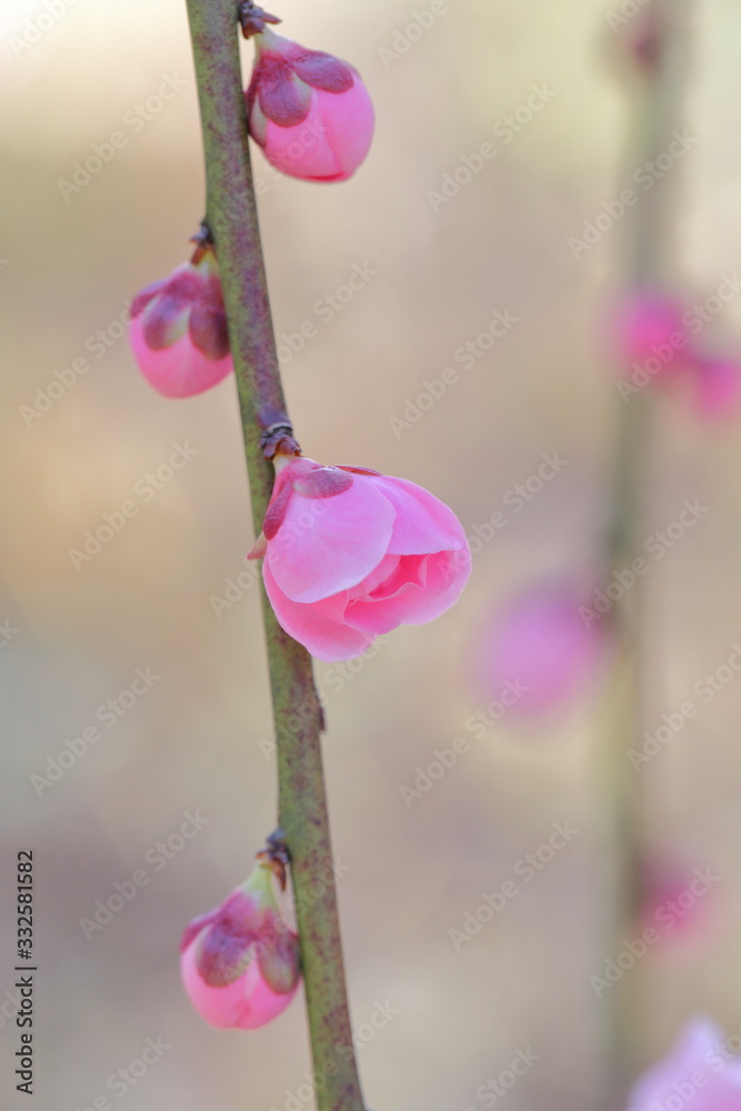 Fototapeta premium 梅の花