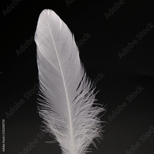 single white feather with black background