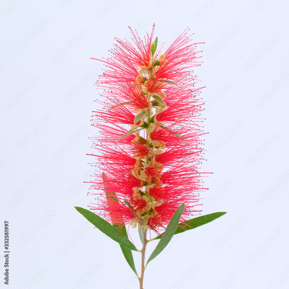 red flower bloom close up on white background red flower bloom close up on white background