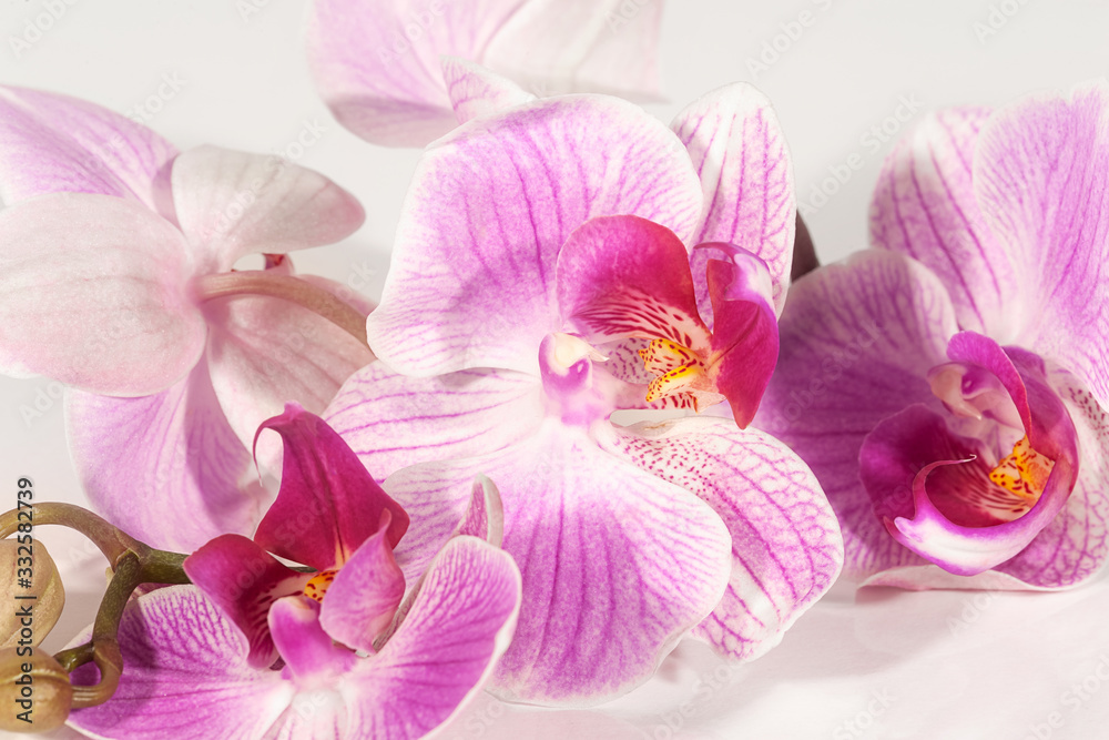 Graceful branch of a pink orchid on a light background. Romantic background for postcards. Free space for text. Graceful branch of a pink orchid on a light background. Romantic background for postcards. Free space for text.