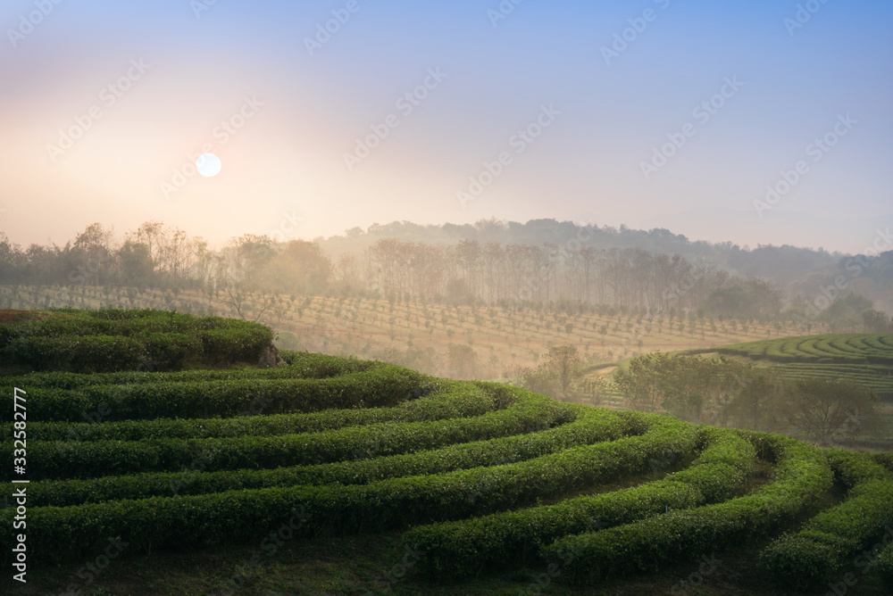 The scenery of the tea plantation in the morning in Chiang Rai, Thailand.