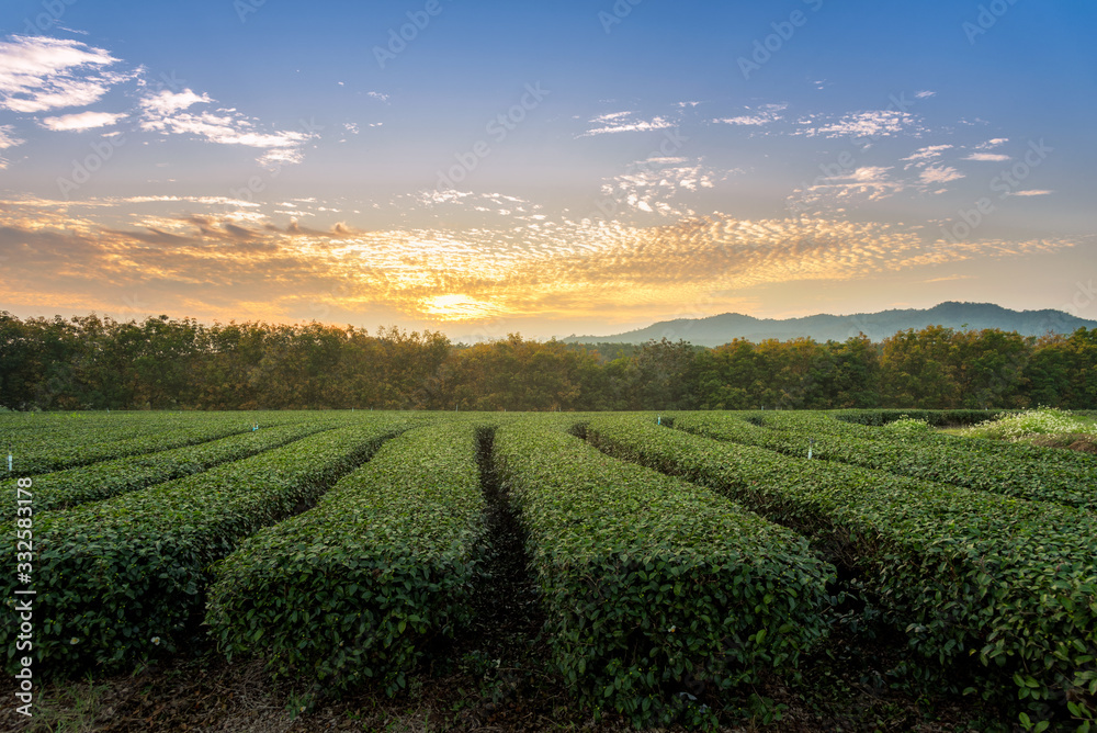 The scenery of the tea plantation row in sunset time in Chiang Rai, Thailand.